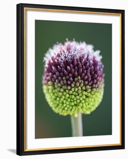 Close-Up of Allium Flower-Clive Nichols-Framed Photographic Print