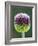 Close-Up of Allium Flower-Clive Nichols-Framed Photographic Print