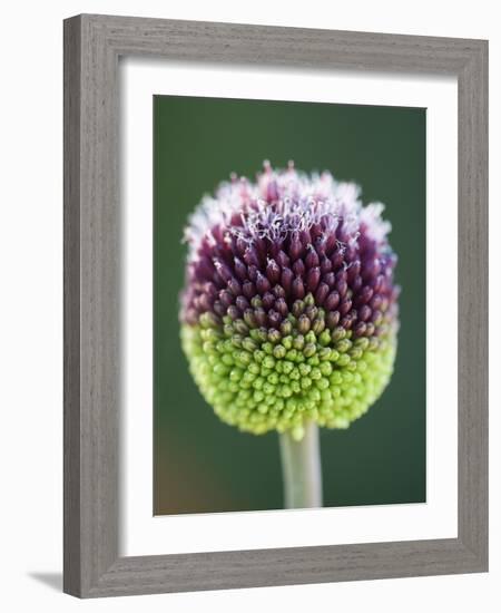 Close-Up of Allium Flower-Clive Nichols-Framed Photographic Print