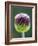 Close-Up of Allium Flower-Clive Nichols-Framed Photographic Print