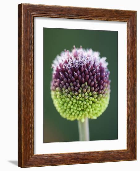 Close-Up of Allium Flower-Clive Nichols-Framed Photographic Print