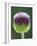 Close-Up of Allium Flower-Clive Nichols-Framed Photographic Print