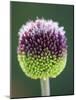 Close-Up of Allium Flower-Clive Nichols-Mounted Photographic Print