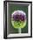 Close-Up of Allium Flower-Clive Nichols-Framed Photographic Print