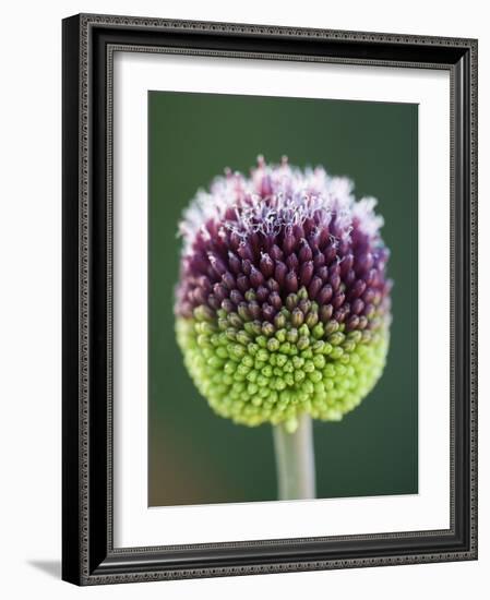 Close-Up of Allium Flower-Clive Nichols-Framed Photographic Print