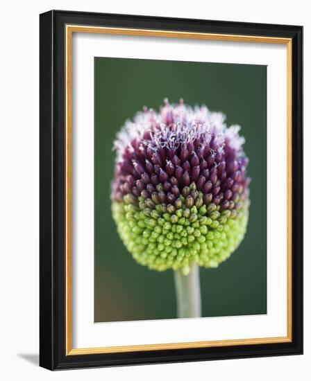 Close-Up of Allium Flower-Clive Nichols-Framed Photographic Print