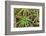 Close-up of aloe plant growing in San Diego, California.-Stuart Westmorland-Framed Photographic Print