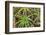 Close-up of aloe plant growing in San Diego, California.-Stuart Westmorland-Framed Photographic Print