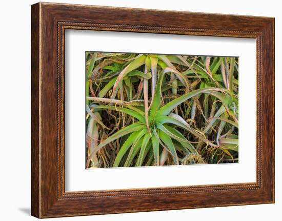 Close-up of aloe plant growing in San Diego, California.-Stuart Westmorland-Framed Photographic Print