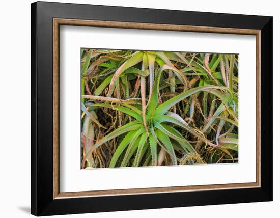 Close-up of aloe plant growing in San Diego, California.-Stuart Westmorland-Framed Photographic Print