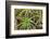 Close-up of aloe plant growing in San Diego, California.-Stuart Westmorland-Framed Photographic Print