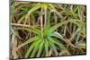 Close-up of aloe plant growing in San Diego, California.-Stuart Westmorland-Mounted Photographic Print