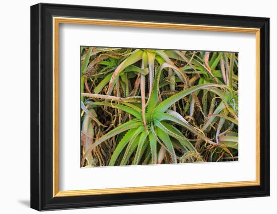 Close-up of aloe plant growing in San Diego, California.-Stuart Westmorland-Framed Photographic Print