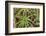 Close-up of aloe plant growing in San Diego, California.-Stuart Westmorland-Framed Photographic Print