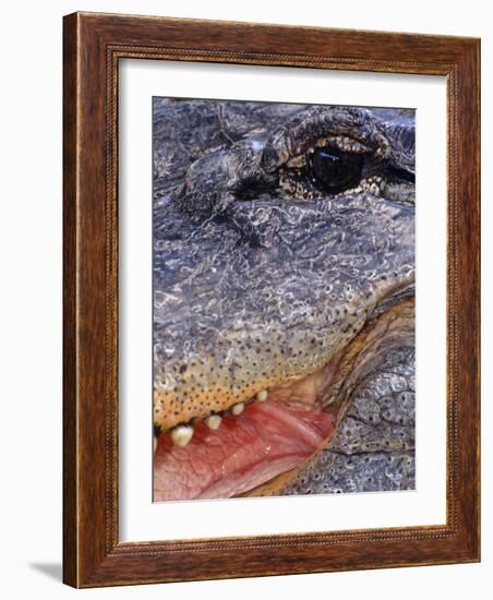 Close up of American Alligator Face (Alligator Mississippiensis) Pennsylvania, USA-Niall Benvie-Framed Photographic Print