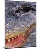 Close up of American Alligator Face (Alligator Mississippiensis) Pennsylvania, USA-Niall Benvie-Mounted Photographic Print