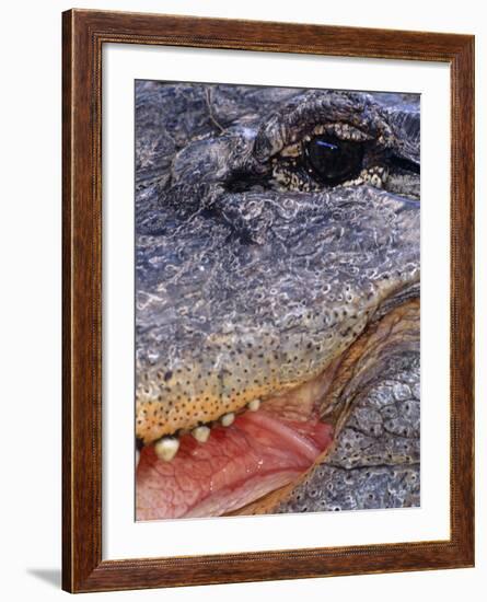Close up of American Alligator Face (Alligator Mississippiensis) Pennsylvania, USA-Niall Benvie-Framed Photographic Print