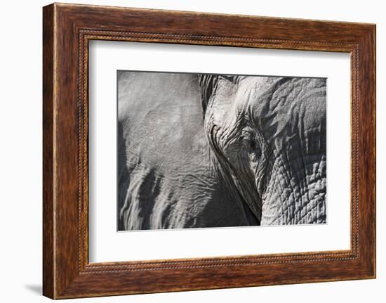 Close-Up of an African Elephant (Loxodonta Africana)-Sergio Pitamitz-Framed Photographic Print