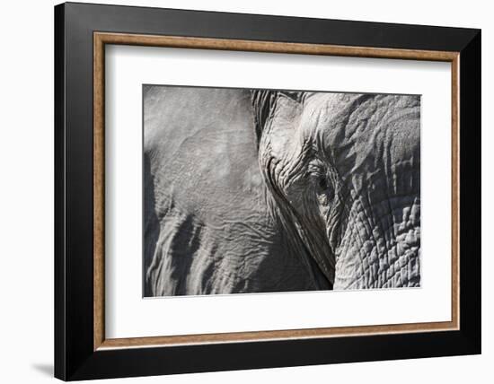 Close-Up of an African Elephant (Loxodonta Africana)-Sergio Pitamitz-Framed Photographic Print