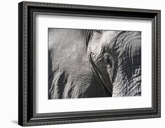 Close-Up of an African Elephant (Loxodonta Africana)-Sergio Pitamitz-Framed Photographic Print