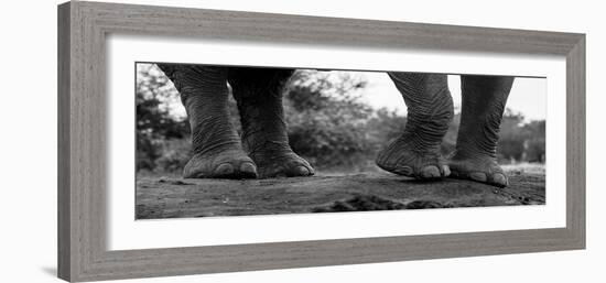 Close-up of an African elephant's feet, Loxodonta Africana. Mashatu Game Reserve, Botswana.-Sergio Pitamitz-Framed Photographic Print