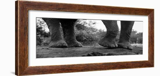 Close-up of an African elephant's feet, Loxodonta Africana. Mashatu Game Reserve, Botswana.-Sergio Pitamitz-Framed Photographic Print