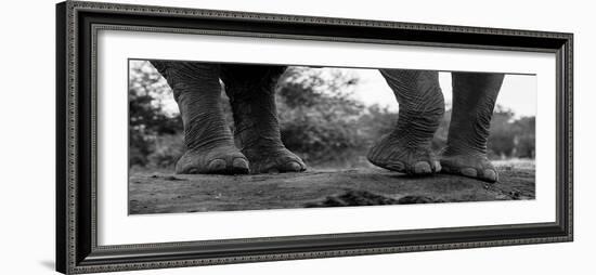 Close-up of an African elephant's feet, Loxodonta Africana. Mashatu Game Reserve, Botswana.-Sergio Pitamitz-Framed Photographic Print