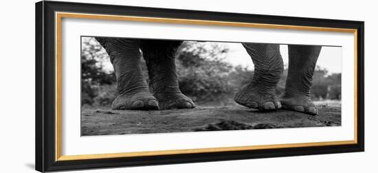 Close-up of an African elephant's feet, Loxodonta Africana. Mashatu Game Reserve, Botswana.-Sergio Pitamitz-Framed Photographic Print