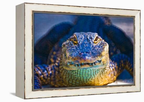 Close-up of an Alligator-null-Framed Premier Image Canvas