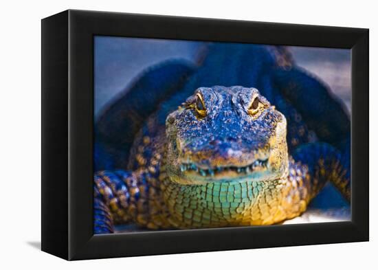 Close-up of an Alligator-null-Framed Premier Image Canvas