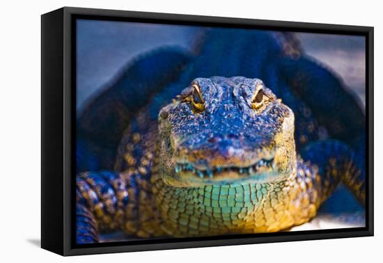 Close-up of an Alligator-null-Framed Premier Image Canvas