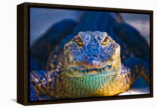 Close-up of an Alligator-null-Framed Premier Image Canvas