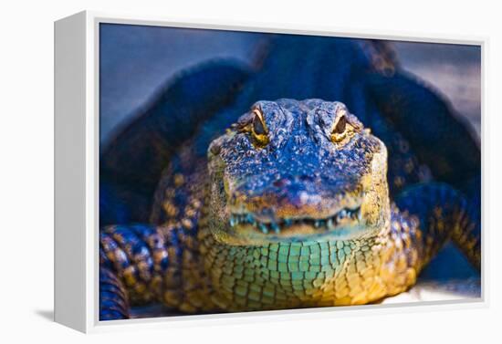 Close-up of an Alligator-null-Framed Premier Image Canvas