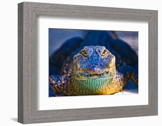 Close-up of an Alligator-null-Framed Photographic Print