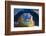 Close-up of an Alligator-null-Framed Photographic Print