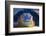 Close-up of an Alligator-null-Framed Photographic Print