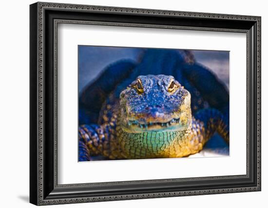 Close-up of an Alligator-null-Framed Photographic Print