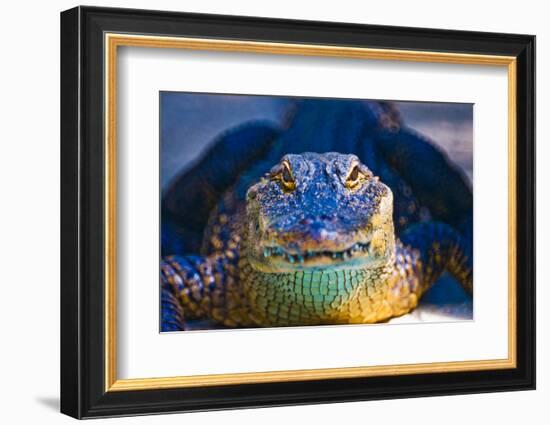 Close-up of an Alligator-null-Framed Photographic Print