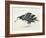 Close-Up of an Amsterdam Albatross (Diomedea Amsterdamensis)-null-Framed Giclee Print