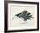 Close-Up of an Amsterdam Albatross (Diomedea Amsterdamensis)-null-Framed Giclee Print