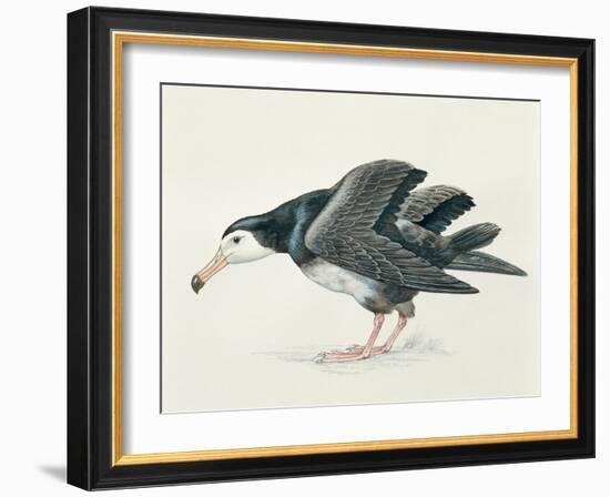 Close-Up of an Amsterdam Albatross (Diomedea Amsterdamensis)-null-Framed Giclee Print