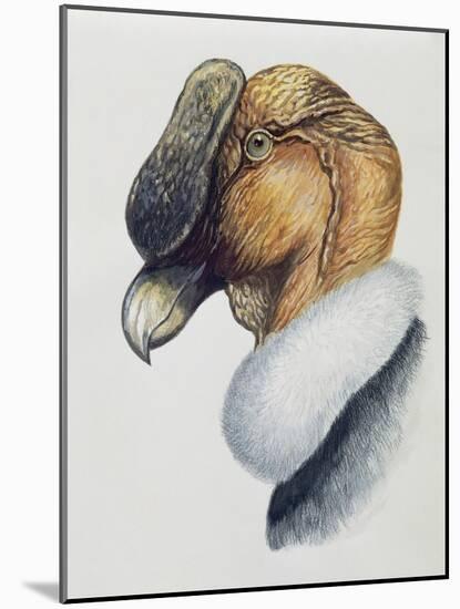 Close-Up of an Andean Condor (Vultur Gryphus)-null-Mounted Giclee Print