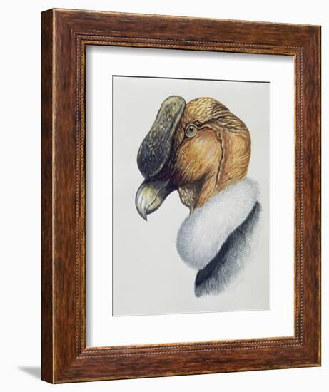 Close-Up of an Andean Condor (Vultur Gryphus)-null-Framed Giclee Print