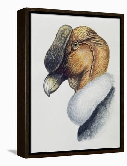 Close-Up of an Andean Condor (Vultur Gryphus)-null-Framed Premier Image Canvas