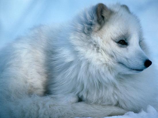 Close Up Of An Arctic Fox Alopex Lagopus Canada Photographic Print Mark Newman Art Com
