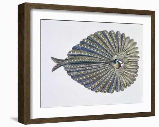 Close-Up of an Argus Pheasant Dancing with its Wings-null-Framed Giclee Print