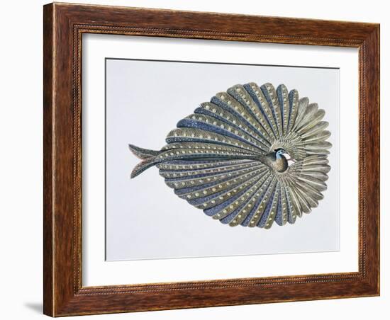 Close-Up of an Argus Pheasant Dancing with its Wings-null-Framed Giclee Print
