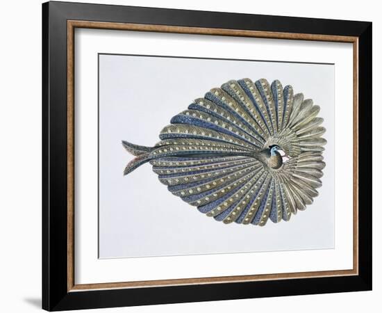 Close-Up of an Argus Pheasant Dancing with its Wings-null-Framed Giclee Print