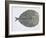 Close-Up of an Argus Pheasant Dancing with its Wings-null-Framed Giclee Print