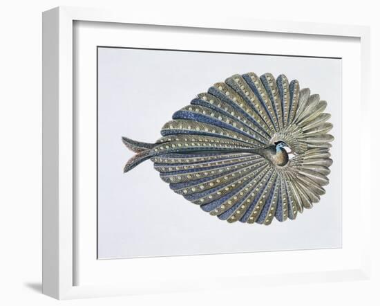 Close-Up of an Argus Pheasant Dancing with its Wings-null-Framed Giclee Print